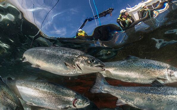 Underwater shot of fish. Alexis Katechakis is in the background.