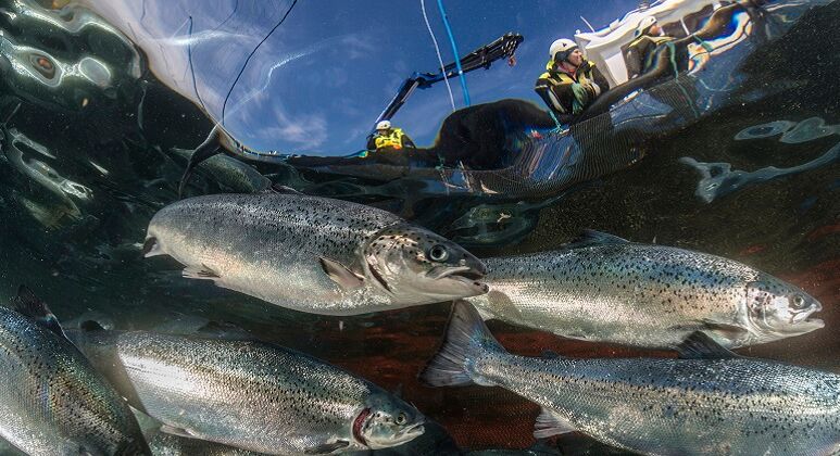 Unterwasseraufnahme von Fischen. Im Hintergrund sieht man Alexis Katechakis.