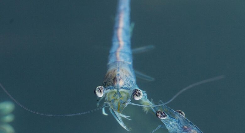 Nahaufnahme von Shrimps aus nachhaltiger Aquakultur
